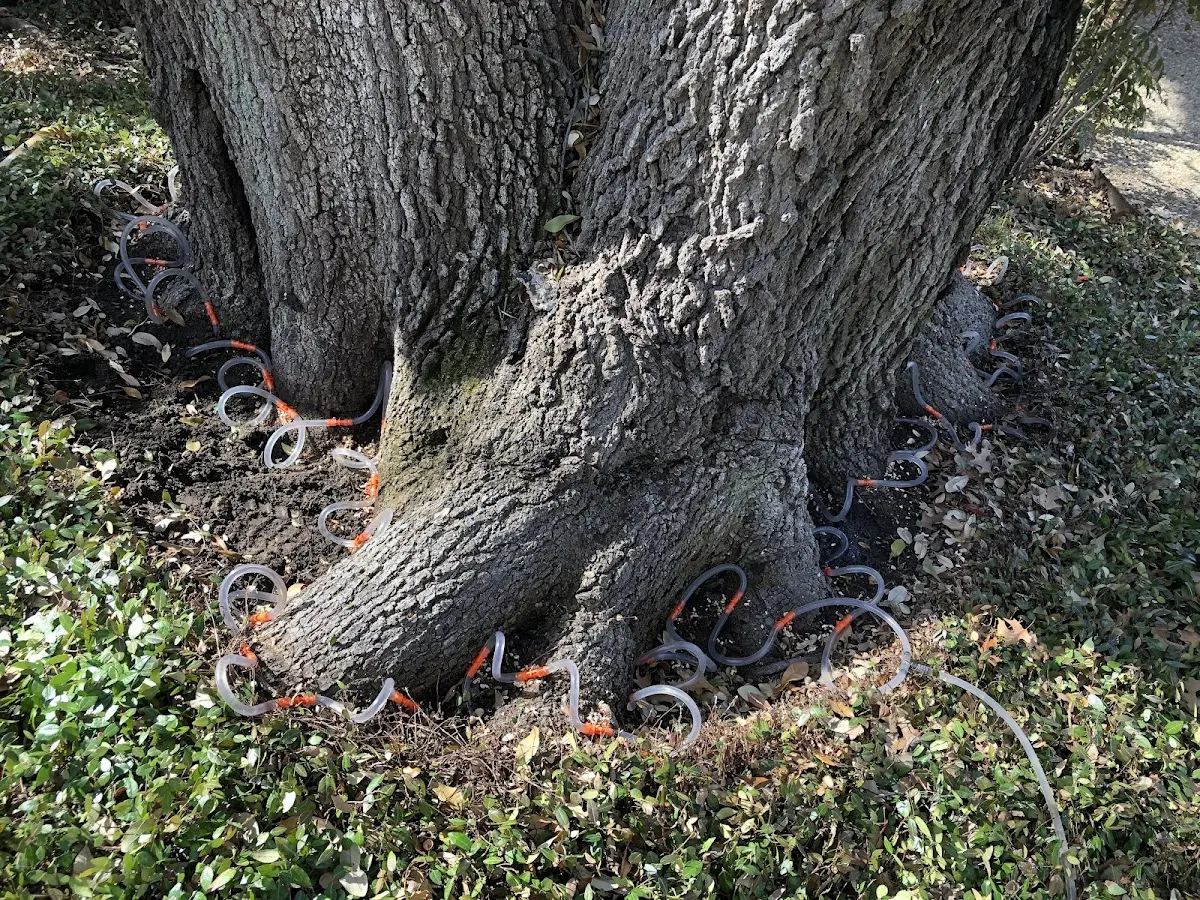 Detailed Tree Cabling and Bracing job site in Gibbsboro