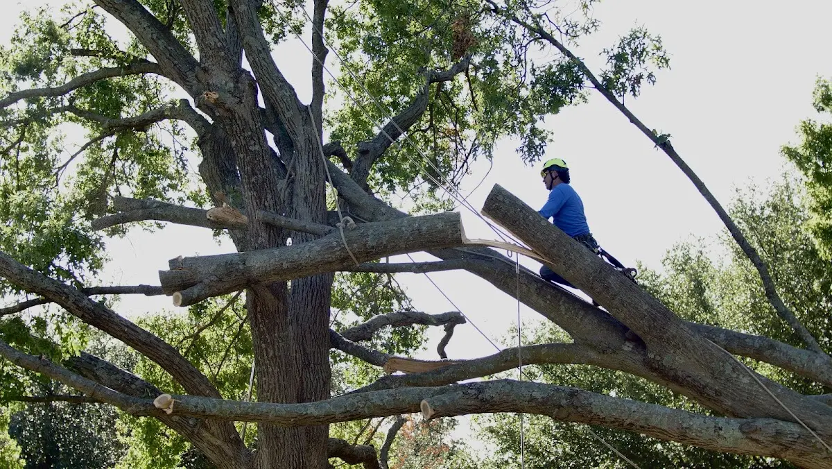 Professional Crown Thinning performed by certified arborists in Gibbsboro