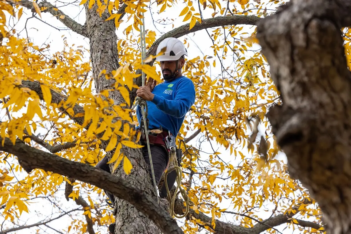 Skilled Tree Pruning crew working in Gibbsboro